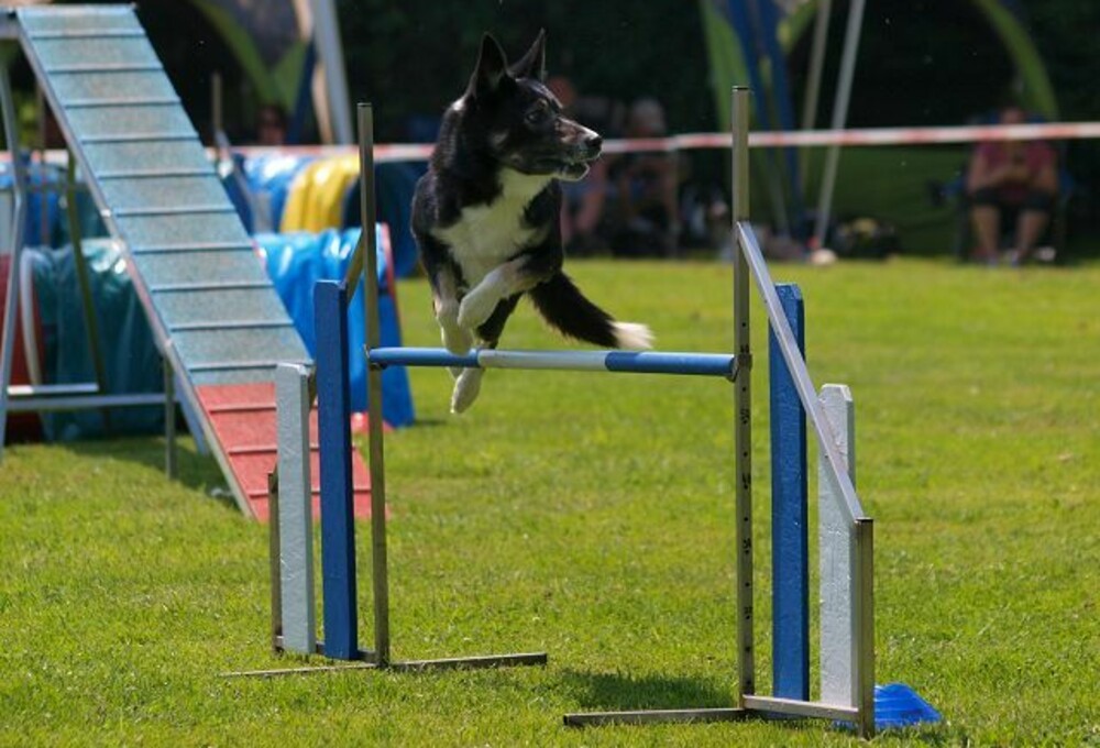 Agility-Turnier HSV Mühldorf