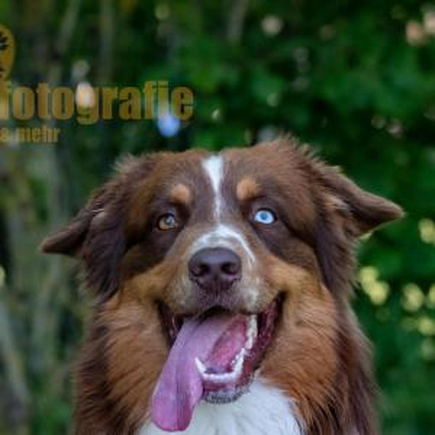 HSV Mühldorf - Hundesportverein -Agility Turnier 2023 HSV Mühldorf