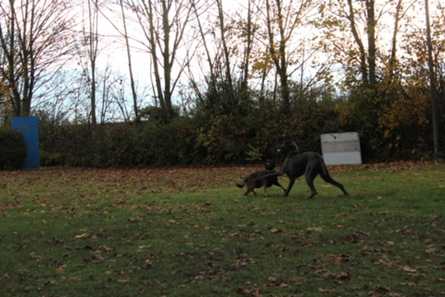 HSV Mühldorf – Hundesportverein – Menschen mit Hund