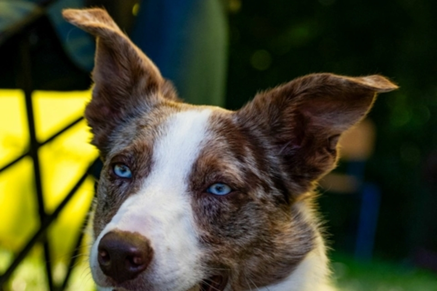 HSV Mühldorf - Hundesportverein - Hunde im Agility Turnier 2023