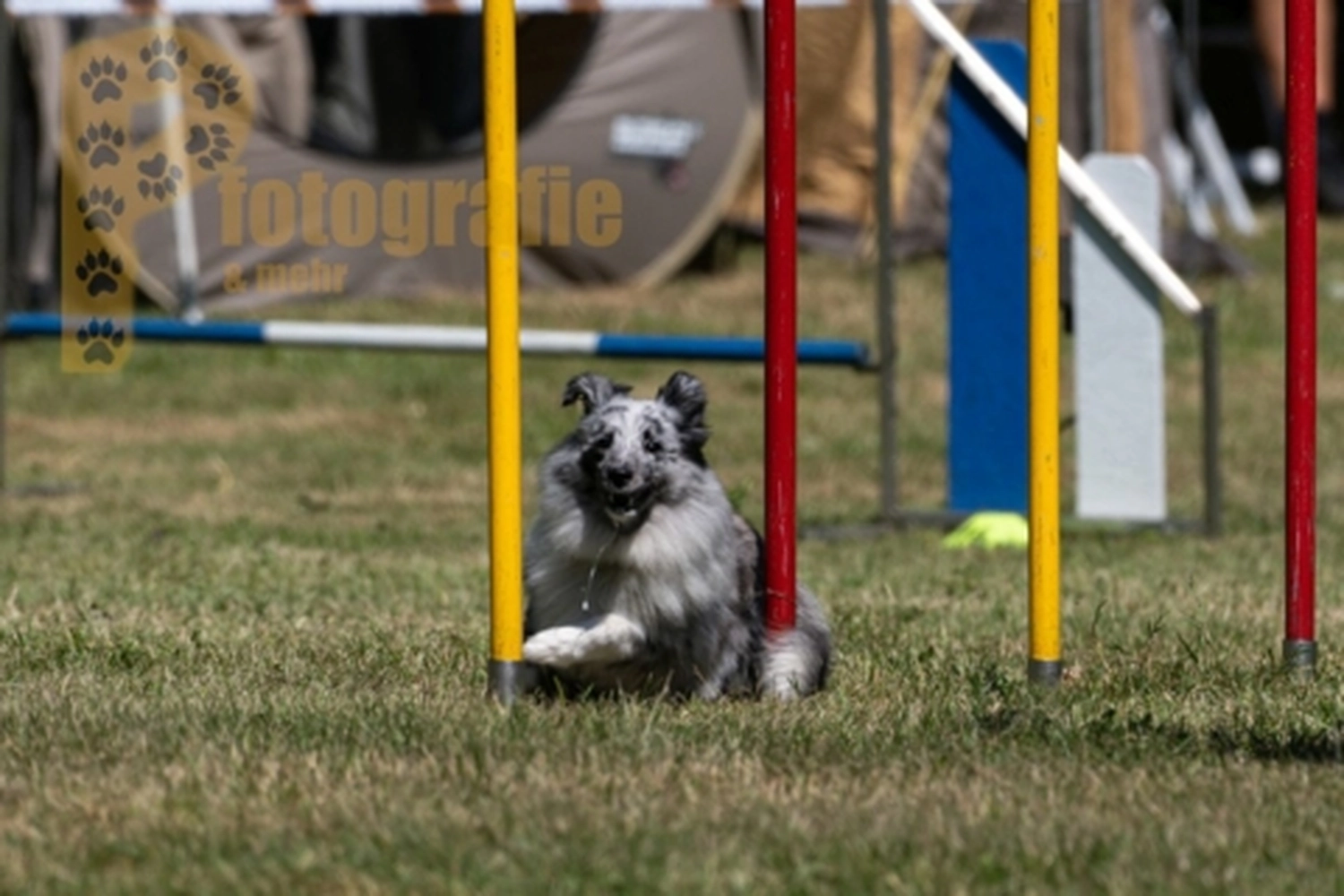 HSV Mühldorf - Hundesportverein - Hunde im Agility Turnier 2023