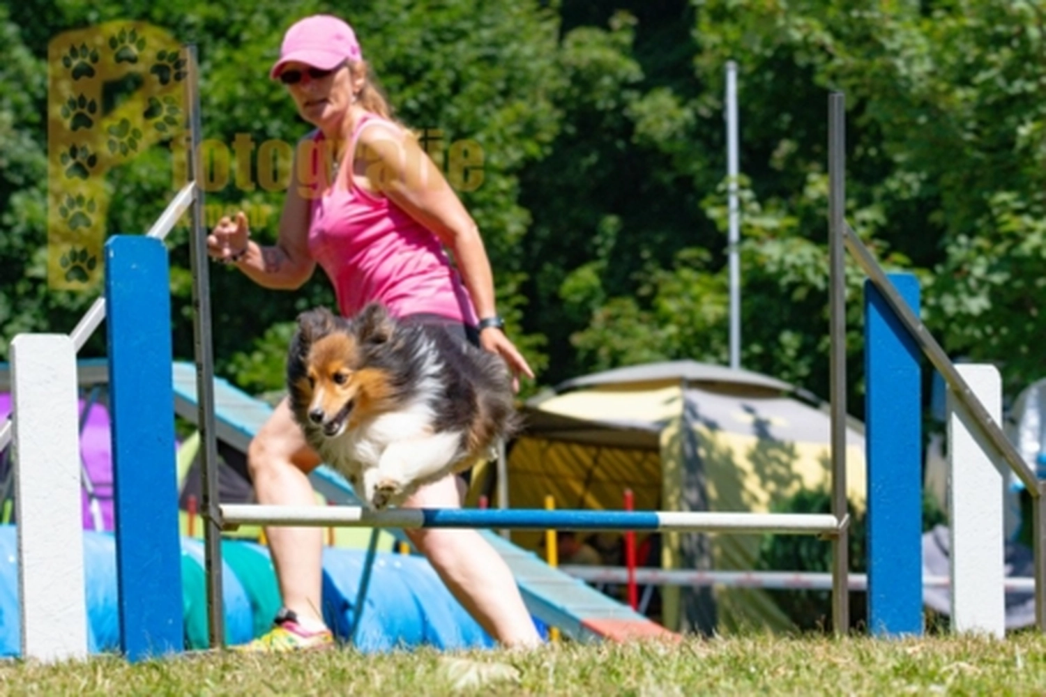 HSV Mühldorf - Hundesportverein - Hunde im Agility Turnier 2023