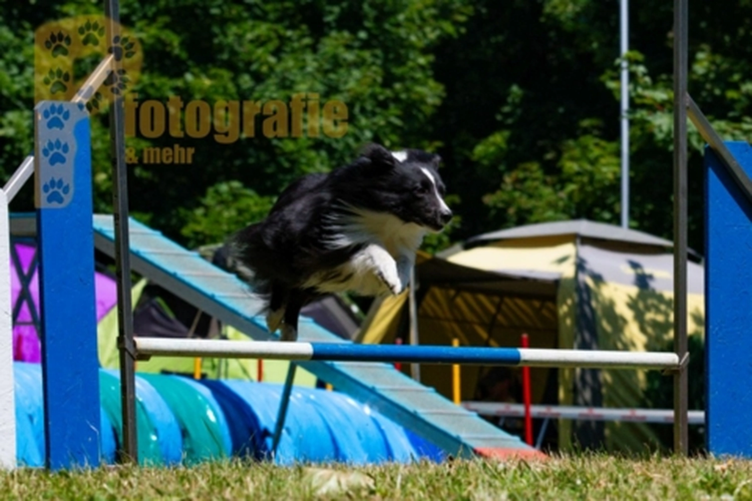 HSV Mühldorf - Hundesportverein - Hunde im Agility Turnier 2023