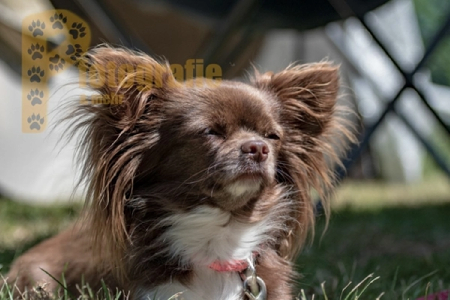 HSV Mühldorf - Hundesportverein - Hunde im Agility Turnier 2023