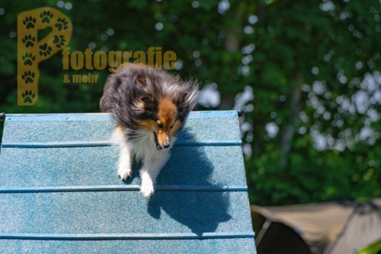 HSV Mühldorf - Hundesportverein - Hunde im Agility Turnier 2023