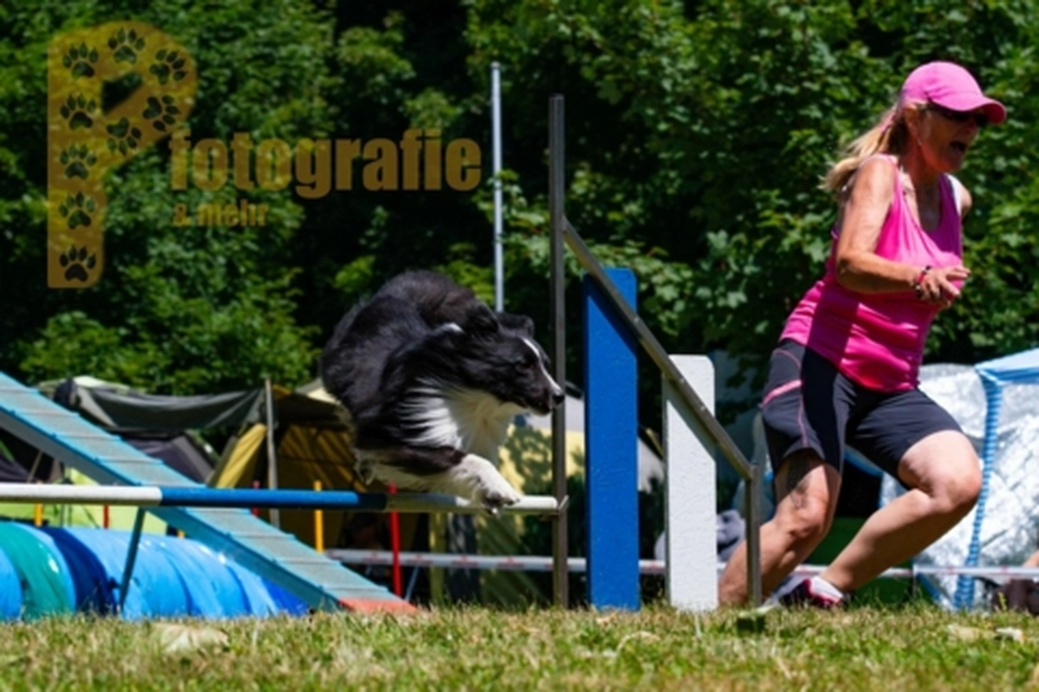 HSV Mühldorf - Hundesportverein - Hunde im Agility Turnier 2023