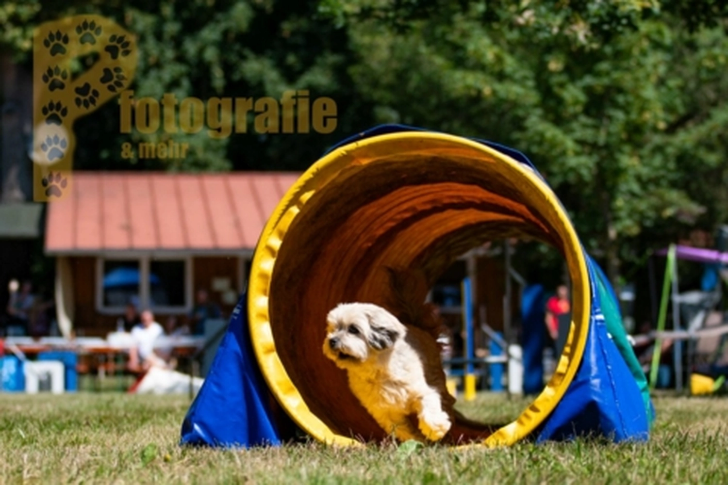 HSV Mühldorf - Hundesportverein - Hunde im Agility Turnier 2023