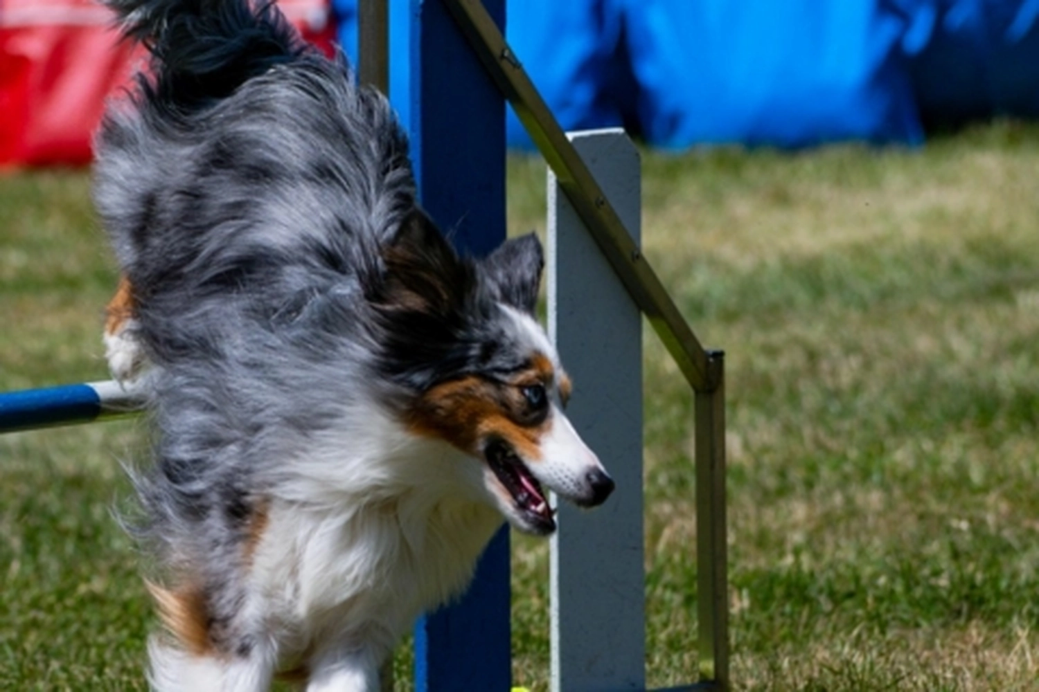 HSV Mühldorf - Hundesportverein - Hunde im Agility Turnier 2023