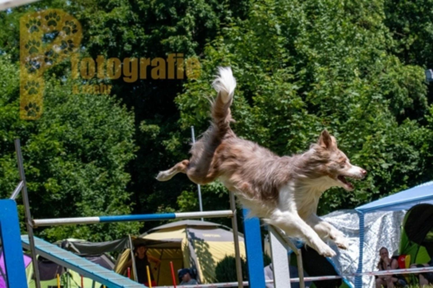 HSV Mühldorf - Hundesportverein - Hunde im Agility Turnier 2023
