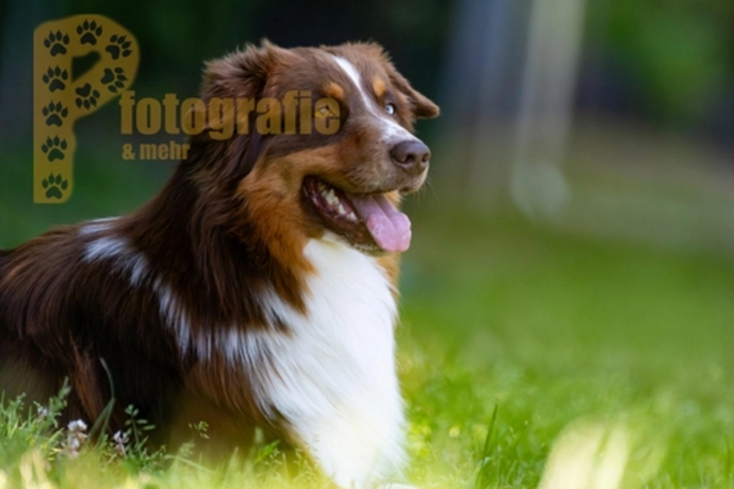 HSV Mühldorf - Hundesportverein - Hunde im Agility Turnier 2023