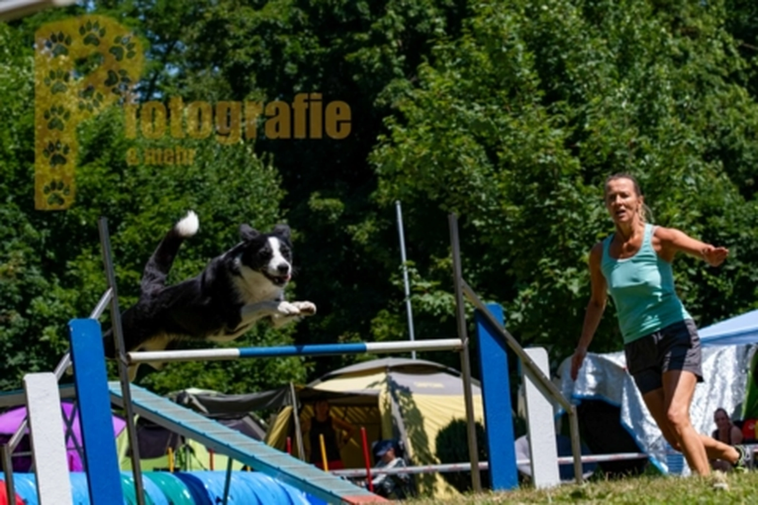 HSV Mühldorf - Hundesportverein - Hunde im Agility Turnier 2023