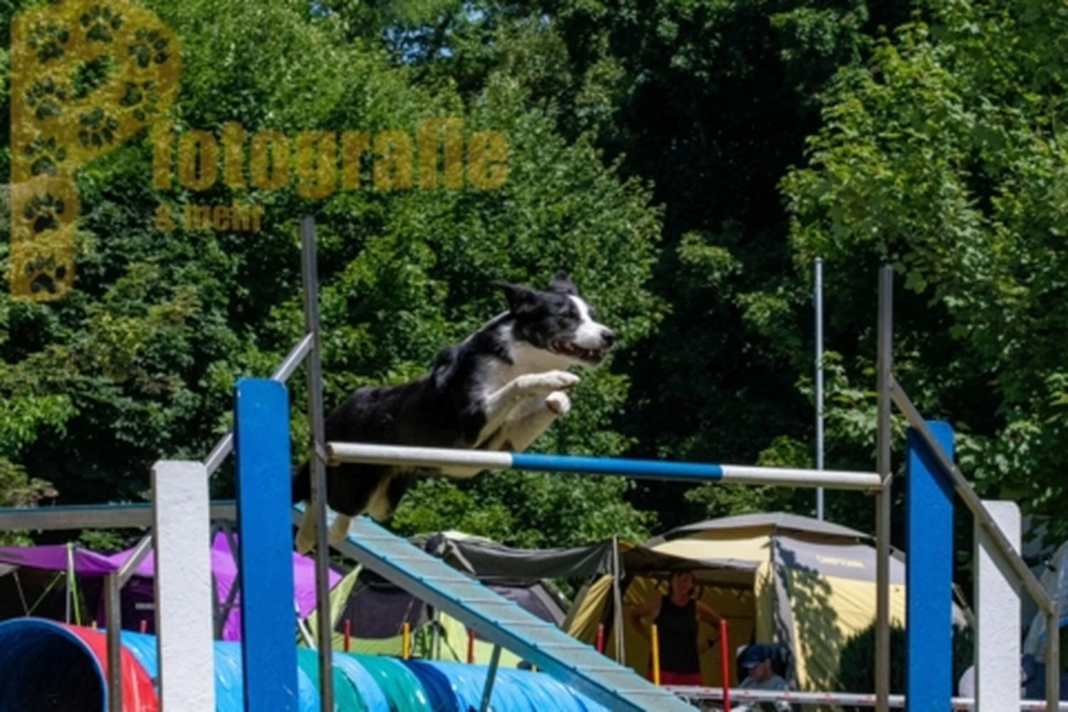 HSV Mühldorf - Hundesportverein - Hunde im Agility Turnier 2023