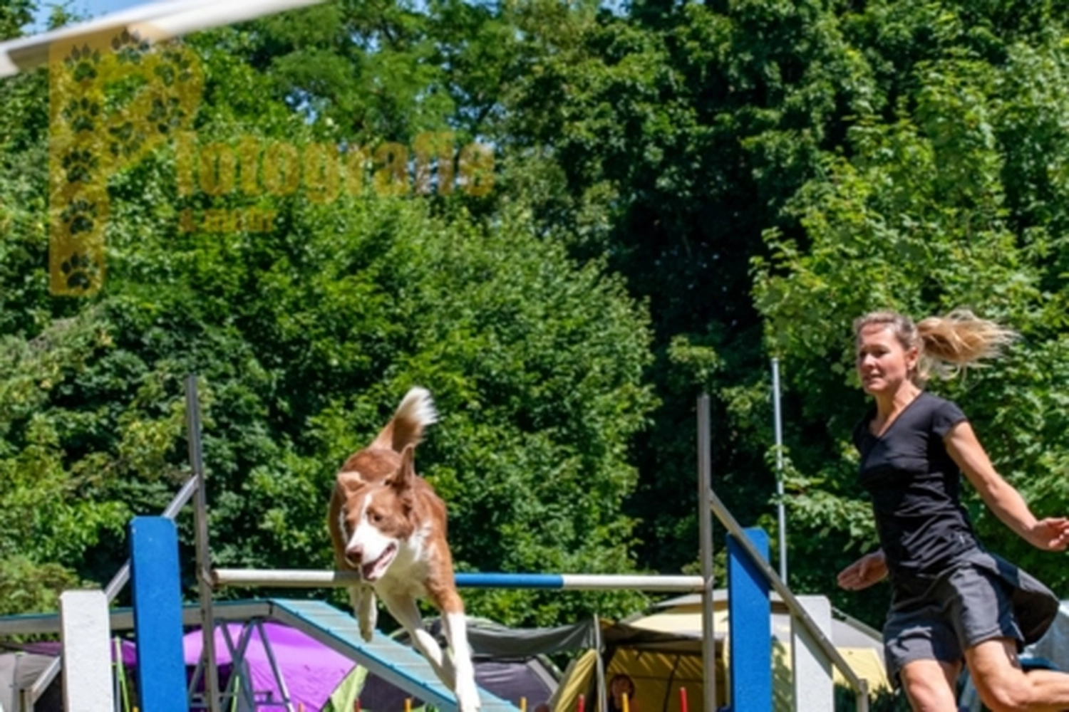 HSV Mühldorf - Hundesportverein - Hunde im Agility Turnier 2023