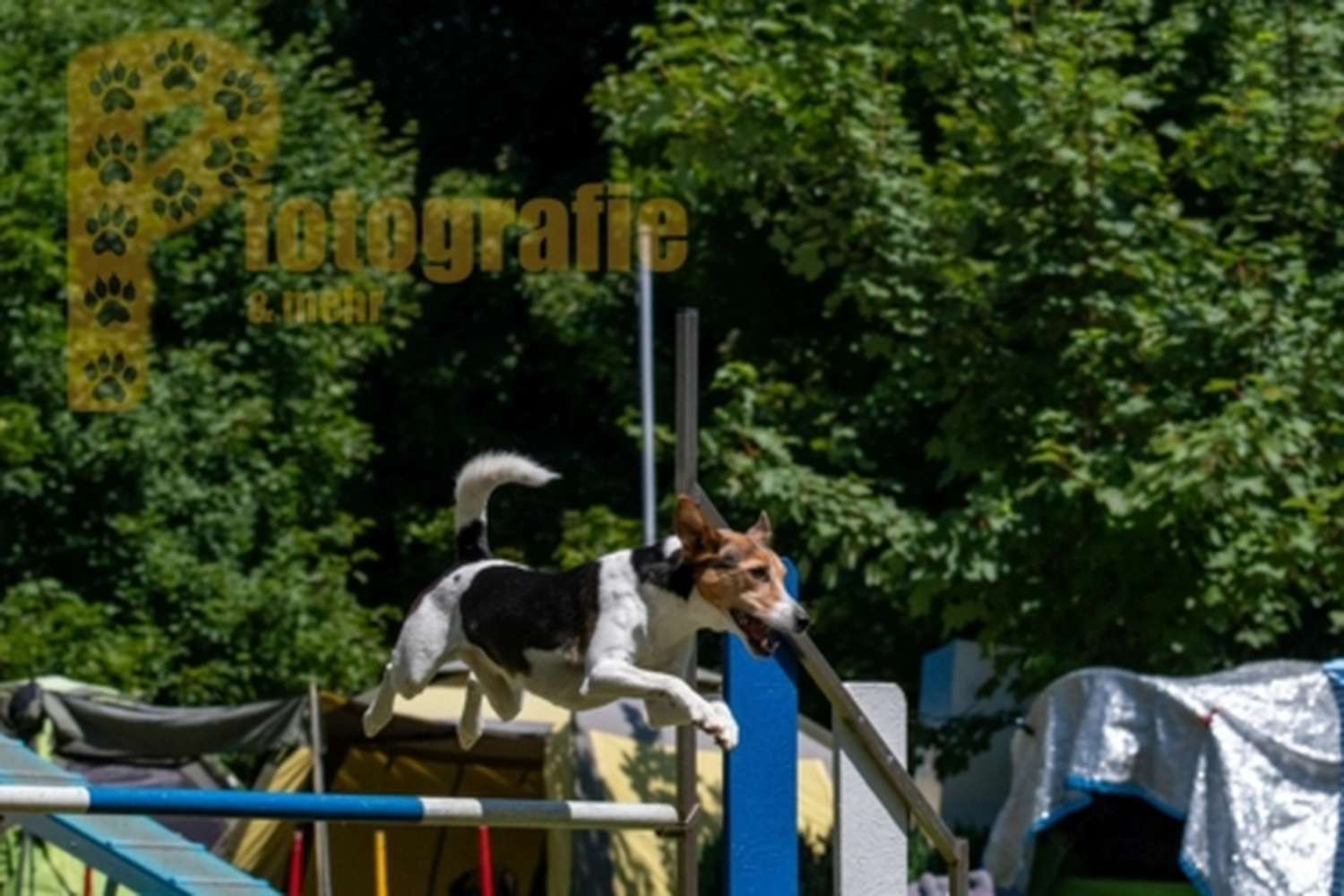 HSV Mühldorf - Hundesportverein - Hunde im Agility Turnier 2023