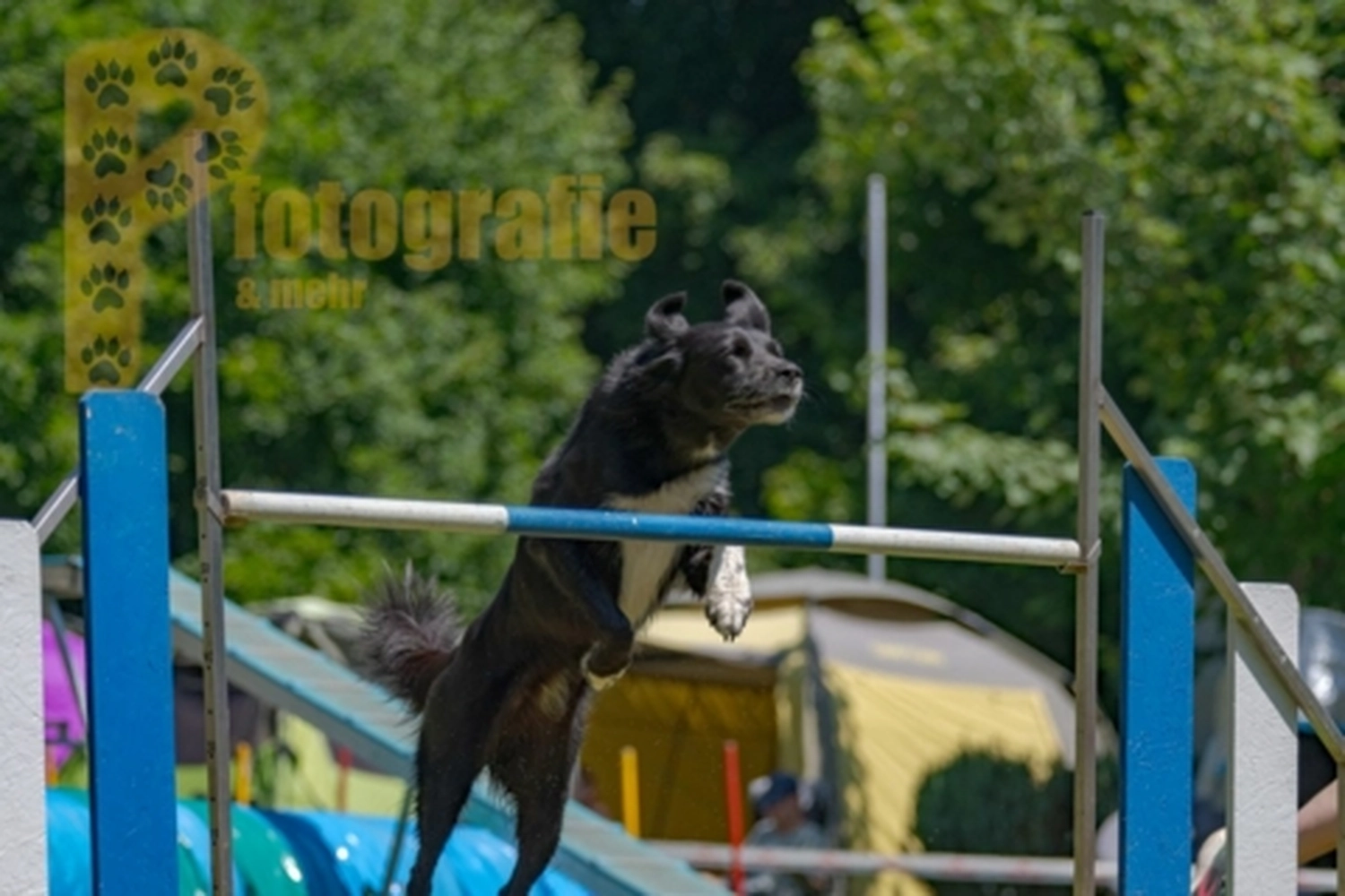 HSV Mühldorf - Hundesportverein - Hunde im Agility Turnier 2023