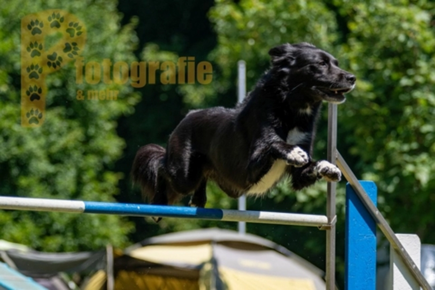HSV Mühldorf - Hundesportverein - Hunde im Agility Turnier 2023