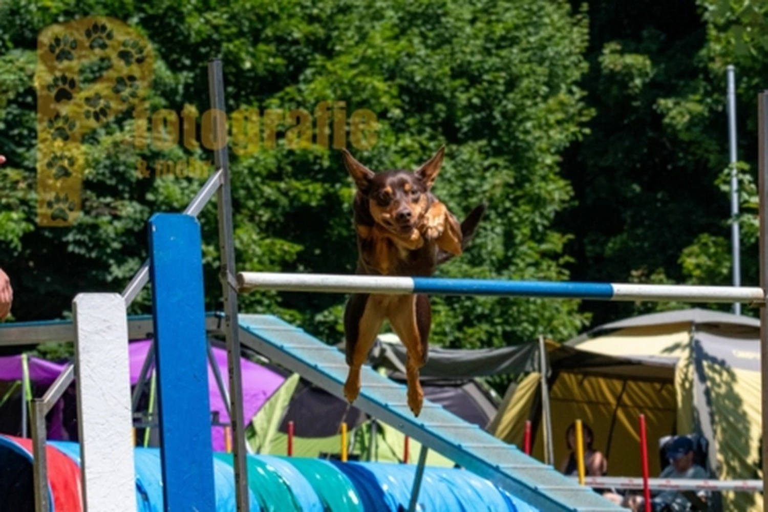 HSV Mühldorf - Hundesportverein - Hunde im Agility Turnier 2023