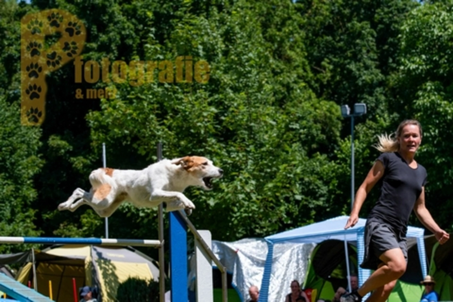HSV Mühldorf - Hundesportverein - Hunde im Agility Turnier 2023