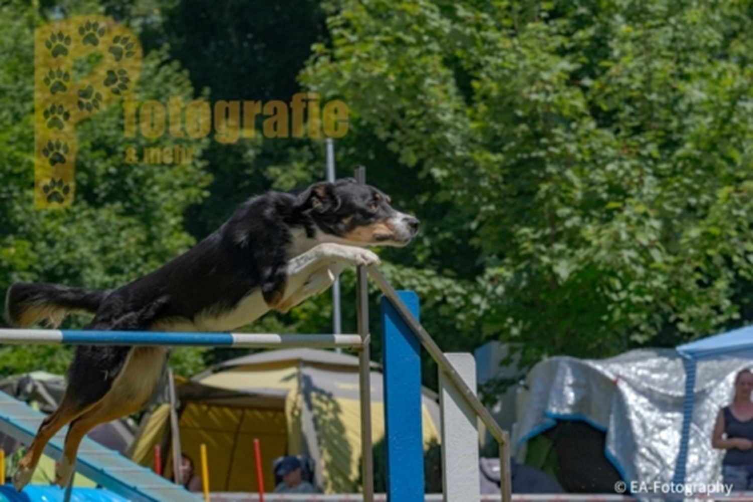 HSV Mühldorf - Hundesportverein - Hunde im Agility Turnier 2023