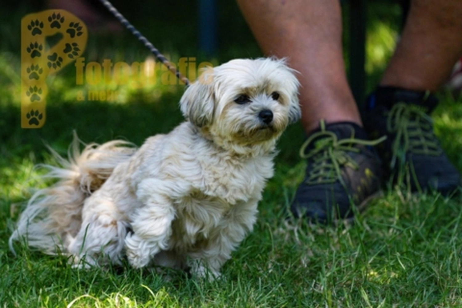 HSV Mühldorf - Hundesportverein - Hunde im Agility Turnier 2023