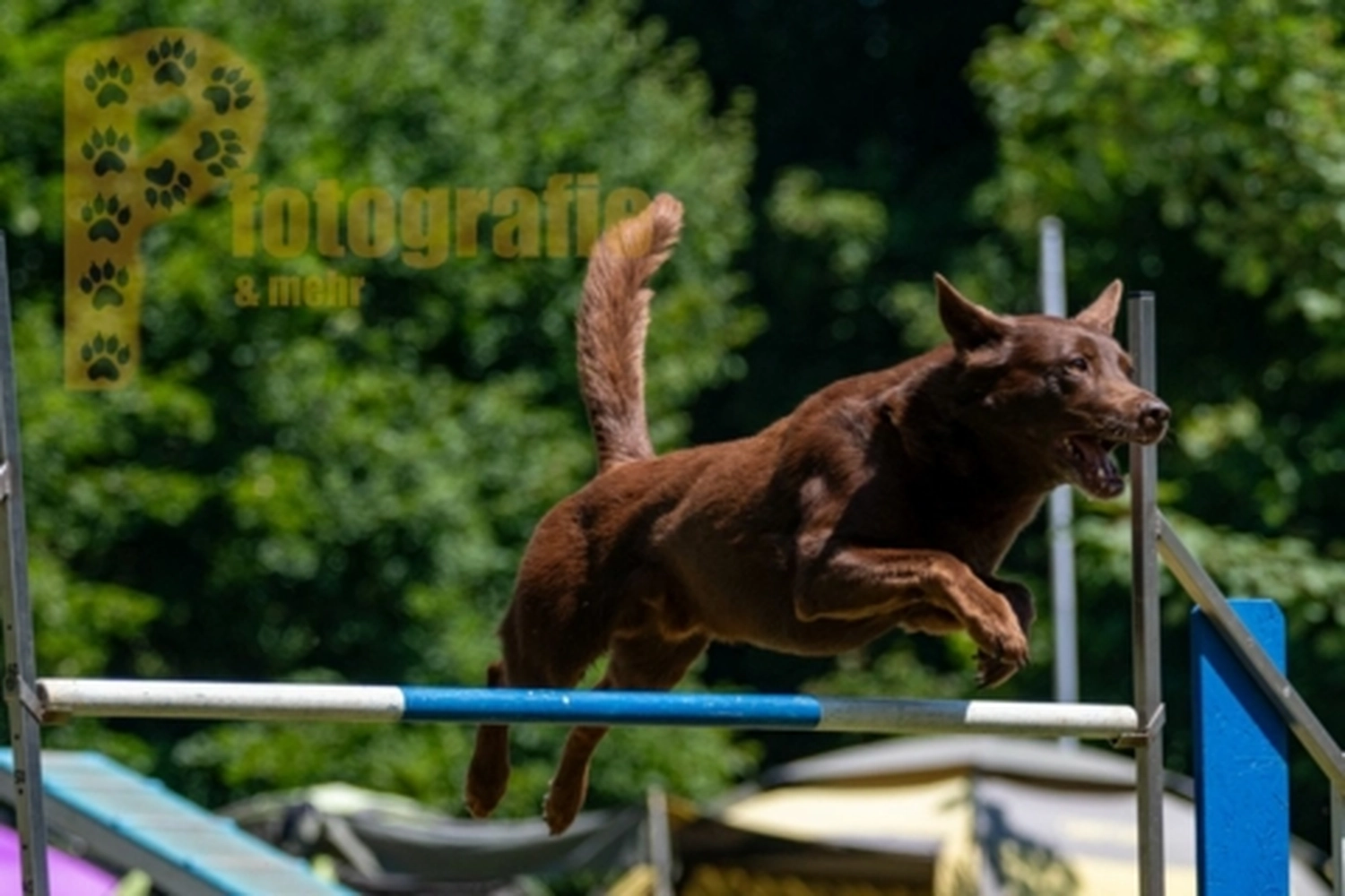 HSV Mühldorf - Hundesportverein - Hunde im Agility Turnier 2023