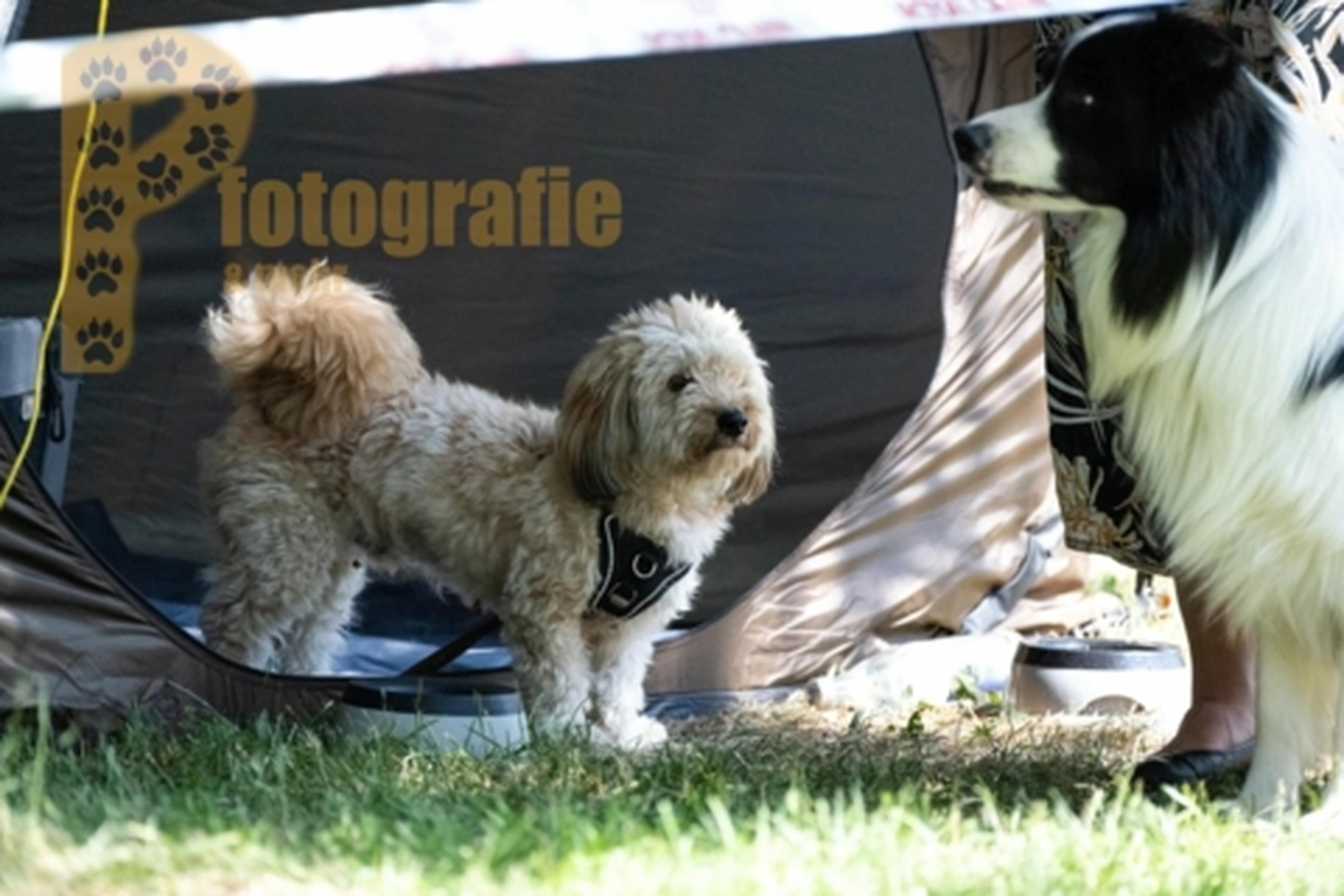 HSV Mühldorf - Hundesportverein - Hunde im Agility Turnier 2023