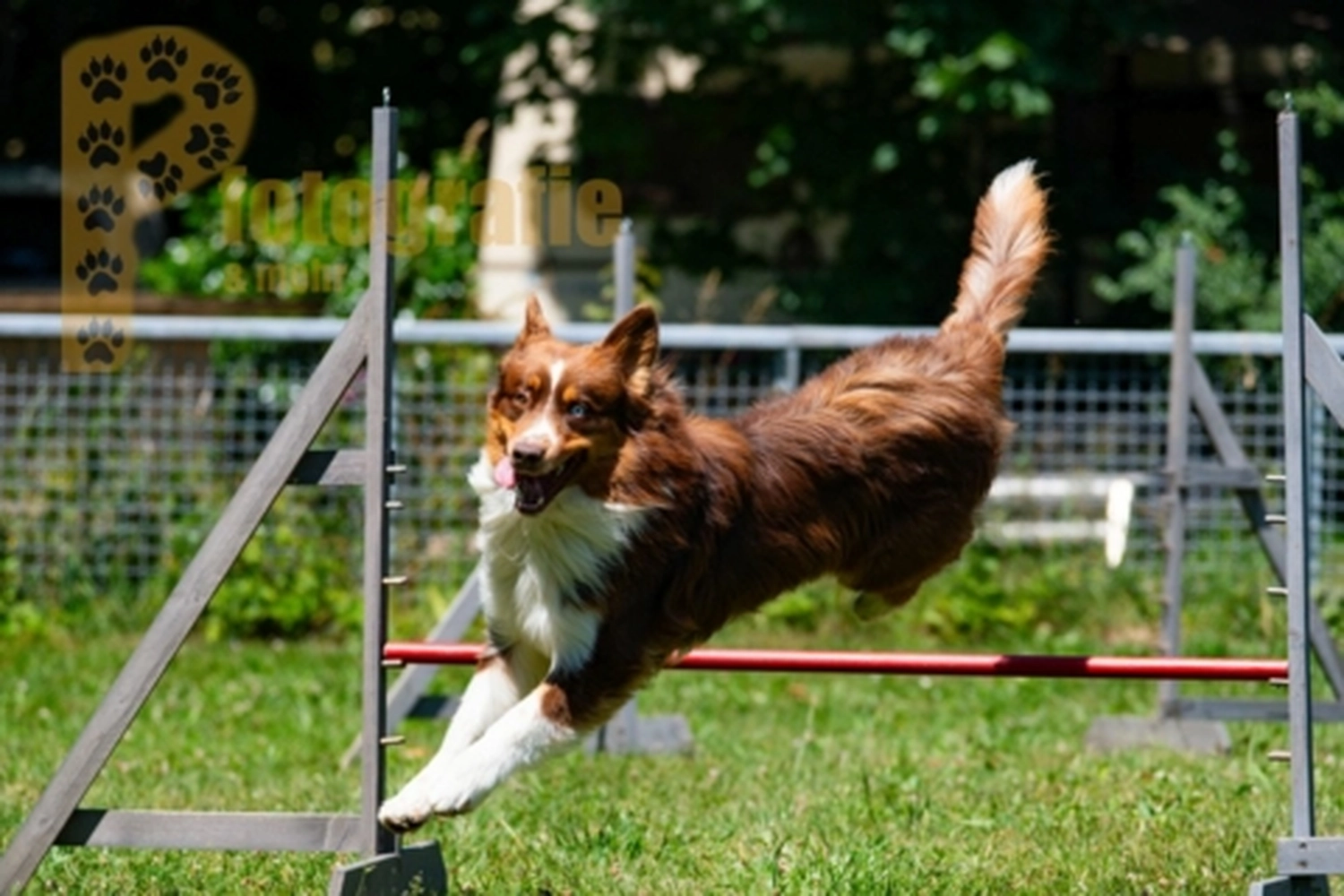 HSV Mühldorf - Hundesportverein - Hunde im Agility Turnier 2023