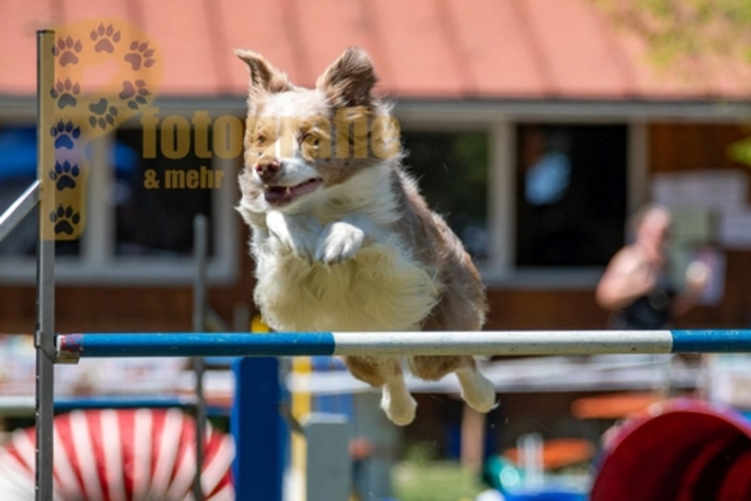 HSV Mühldorf - Hundesportverein - Hunde im Agility Turnier 2023