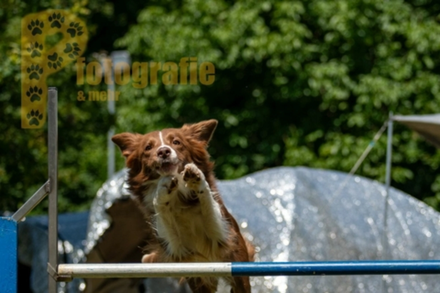 HSV Mühldorf - Hundesportverein - Hunde im Agility Turnier 2023