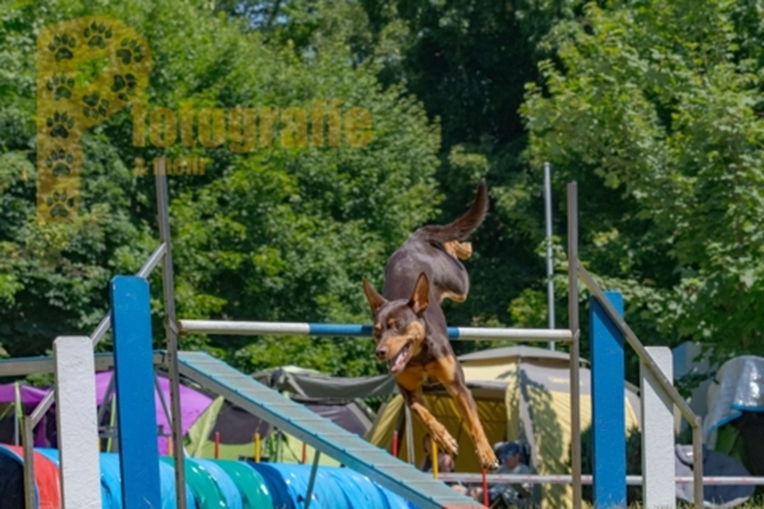 HSV Mühldorf - Hundesportverein - Hunde im Agility Turnier 2023