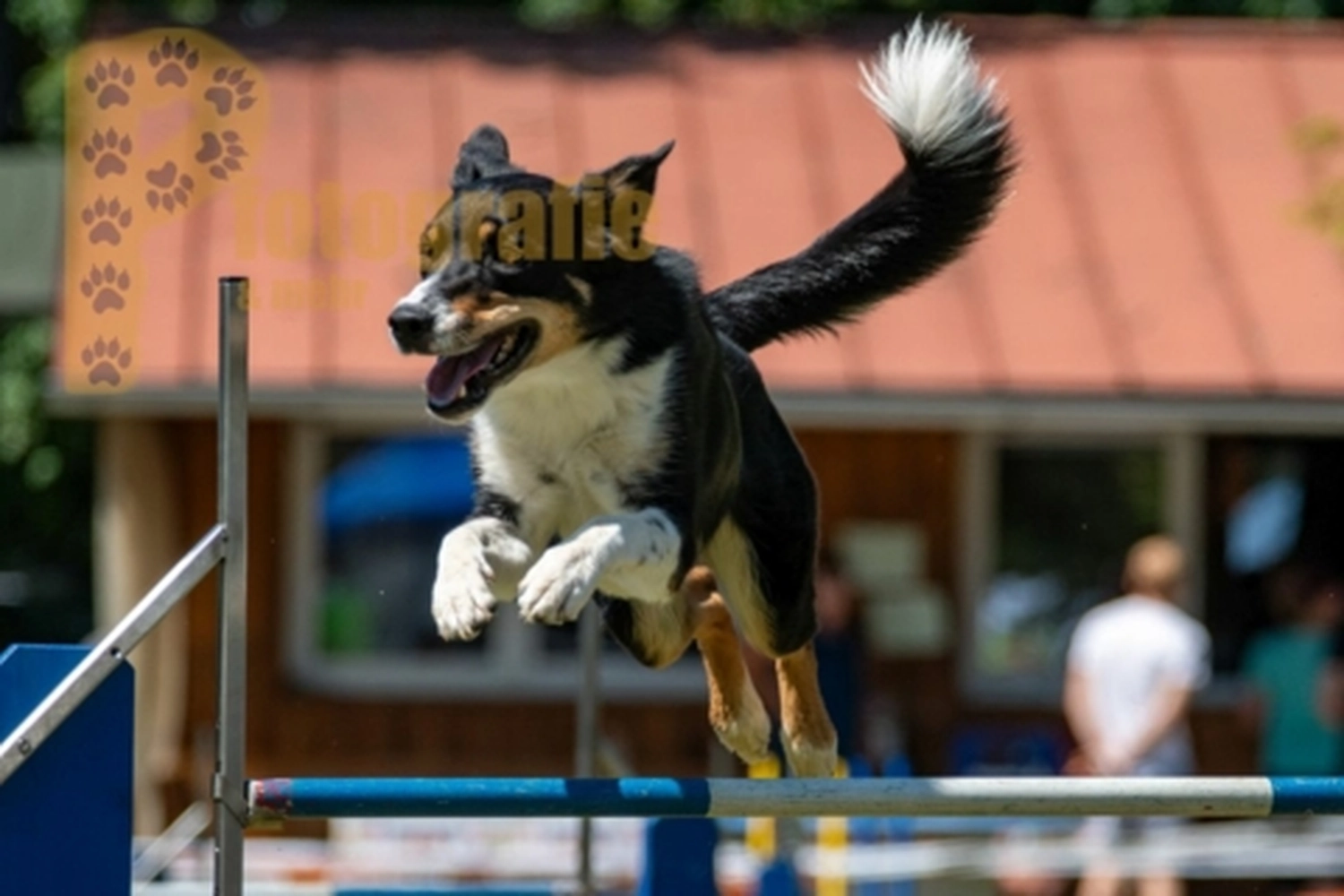 HSV Mühldorf - Hundesportverein - Hunde im Agility Turnier 2023