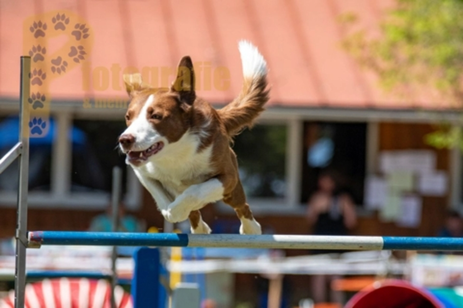 HSV Mühldorf - Hundesportverein - Hunde im Agility Turnier 2023