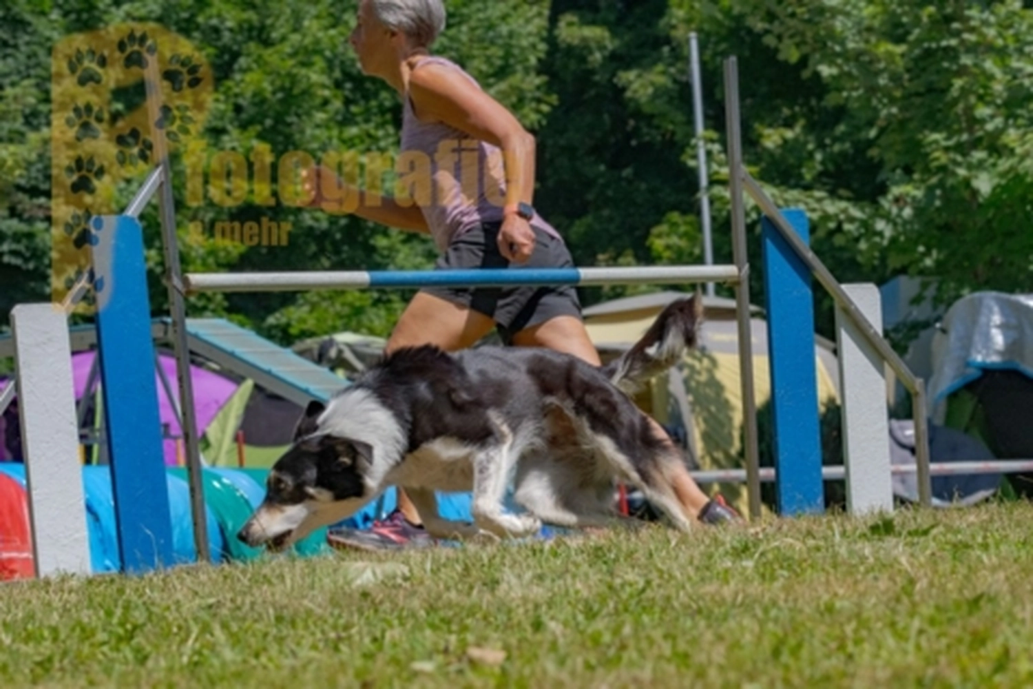 HSV Mühldorf - Hundesportverein - Hunde im Agility Turnier 2023