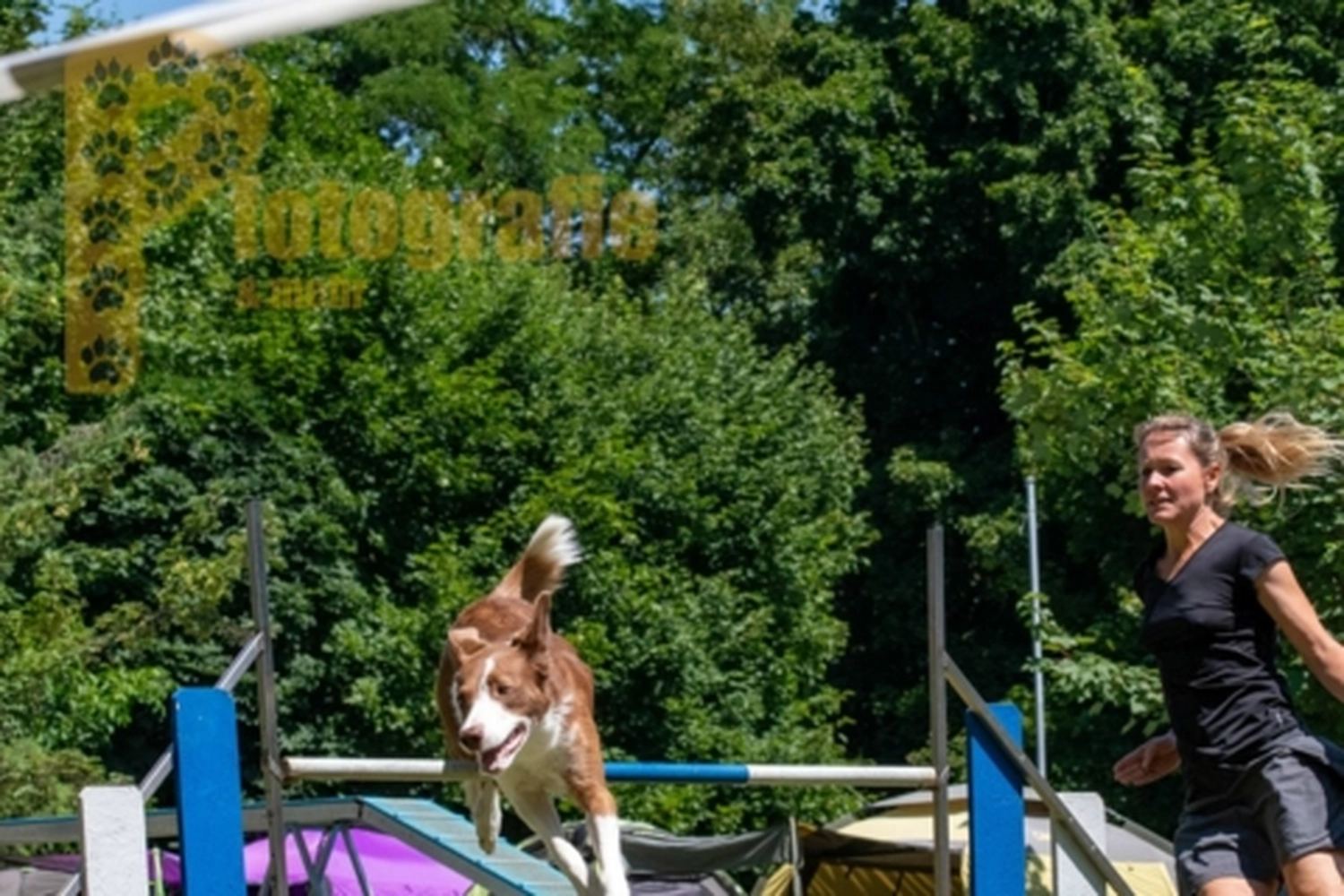 HSV Mühldorf - Hundesportverein - Hunde im Agility Turnier 2023