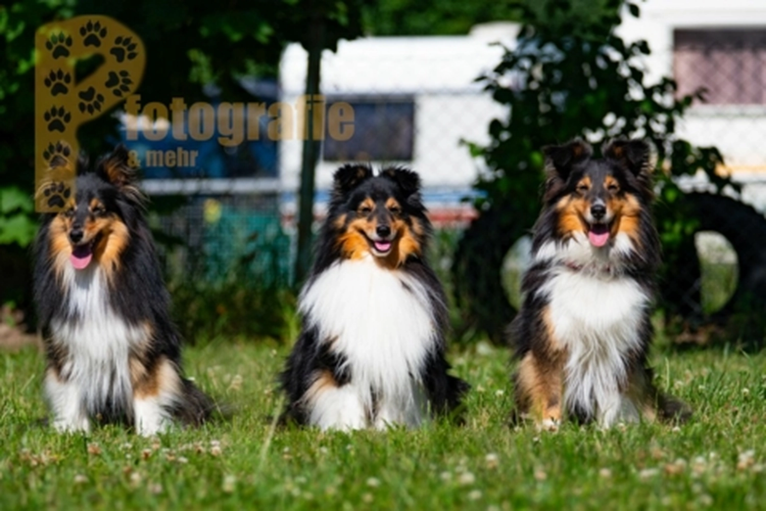 HSV Mühldorf - Hundesportverein - Hunde im Agility Turnier 2023