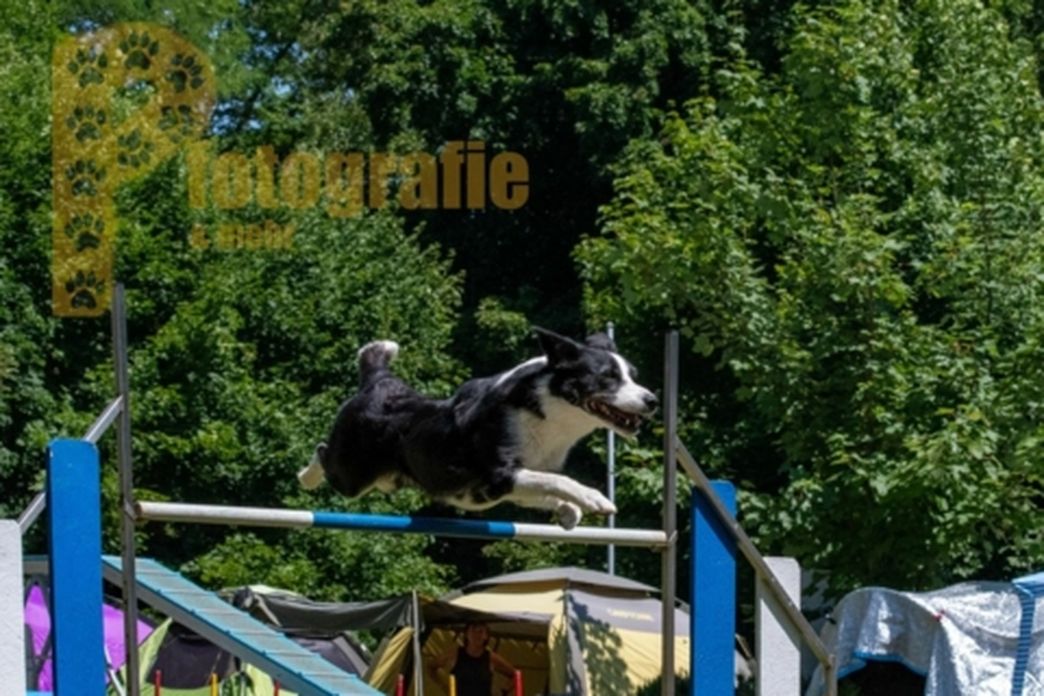 HSV Mühldorf - Hundesportverein - Hunde im Agility Turnier 2023