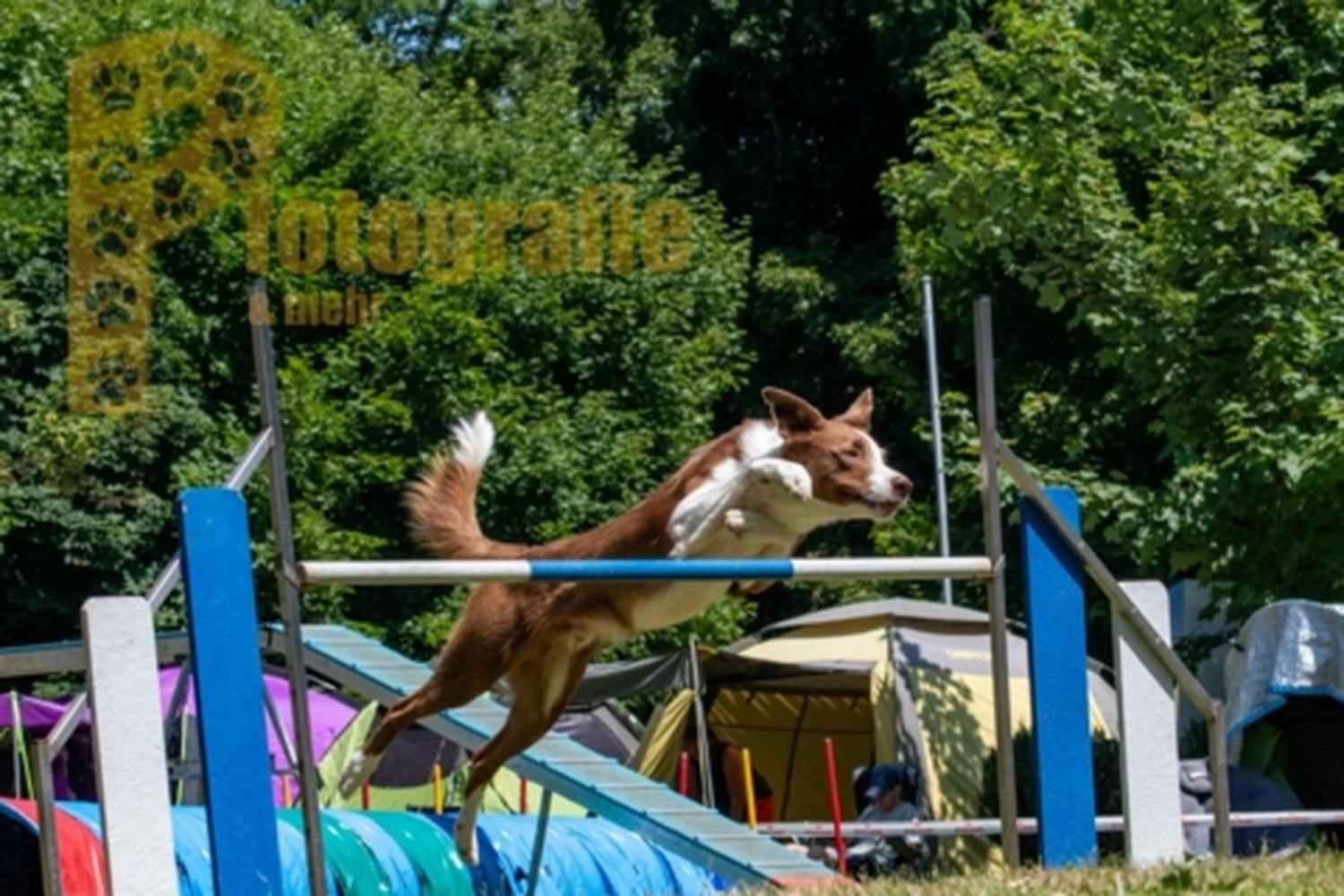 HSV Mühldorf - Hundesportverein - Hunde im Agility Turnier 2023