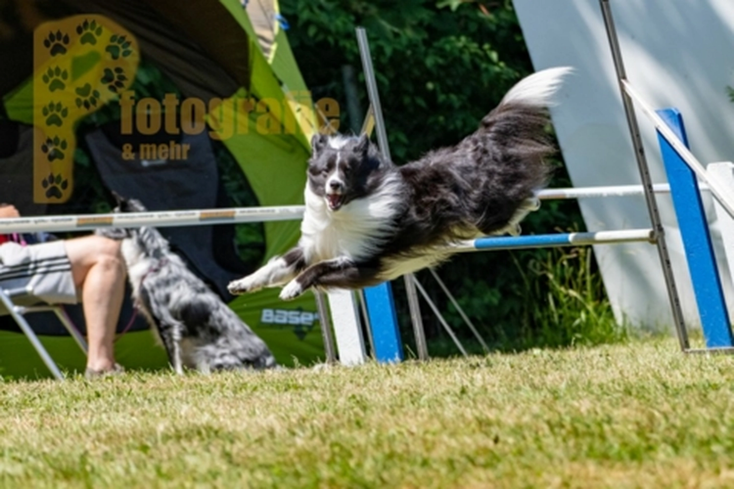 HSV Mühldorf - Hundesportverein - Hunde im Agility Turnier 2023
