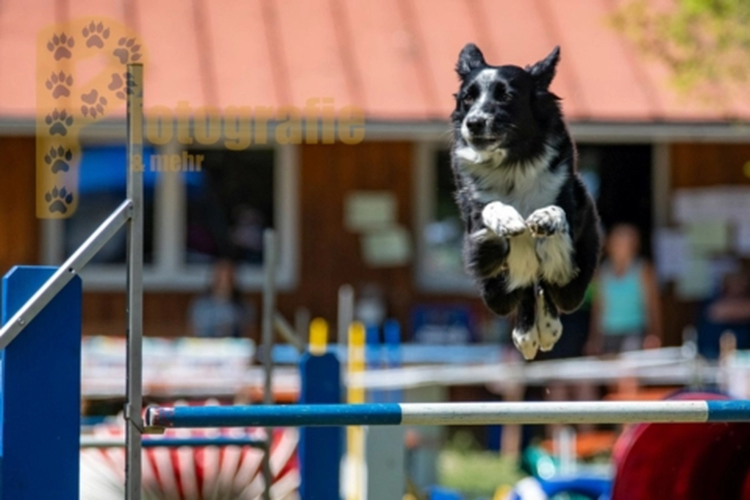 HSV Mühldorf - Hundesportverein - Hunde im Agility Turnier 2023