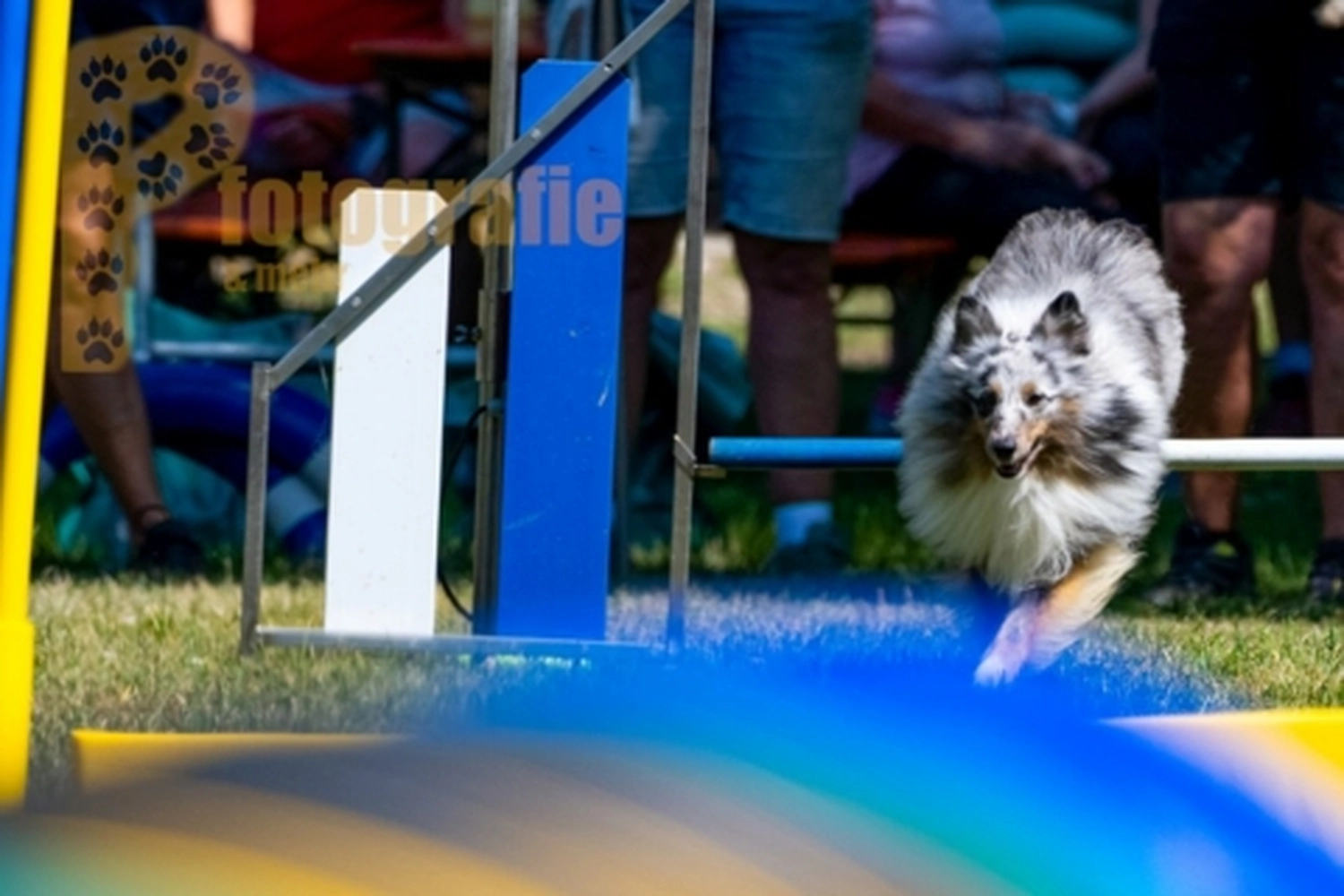 HSV Mühldorf - Hundesportverein - Hunde im Agility Turnier 2023