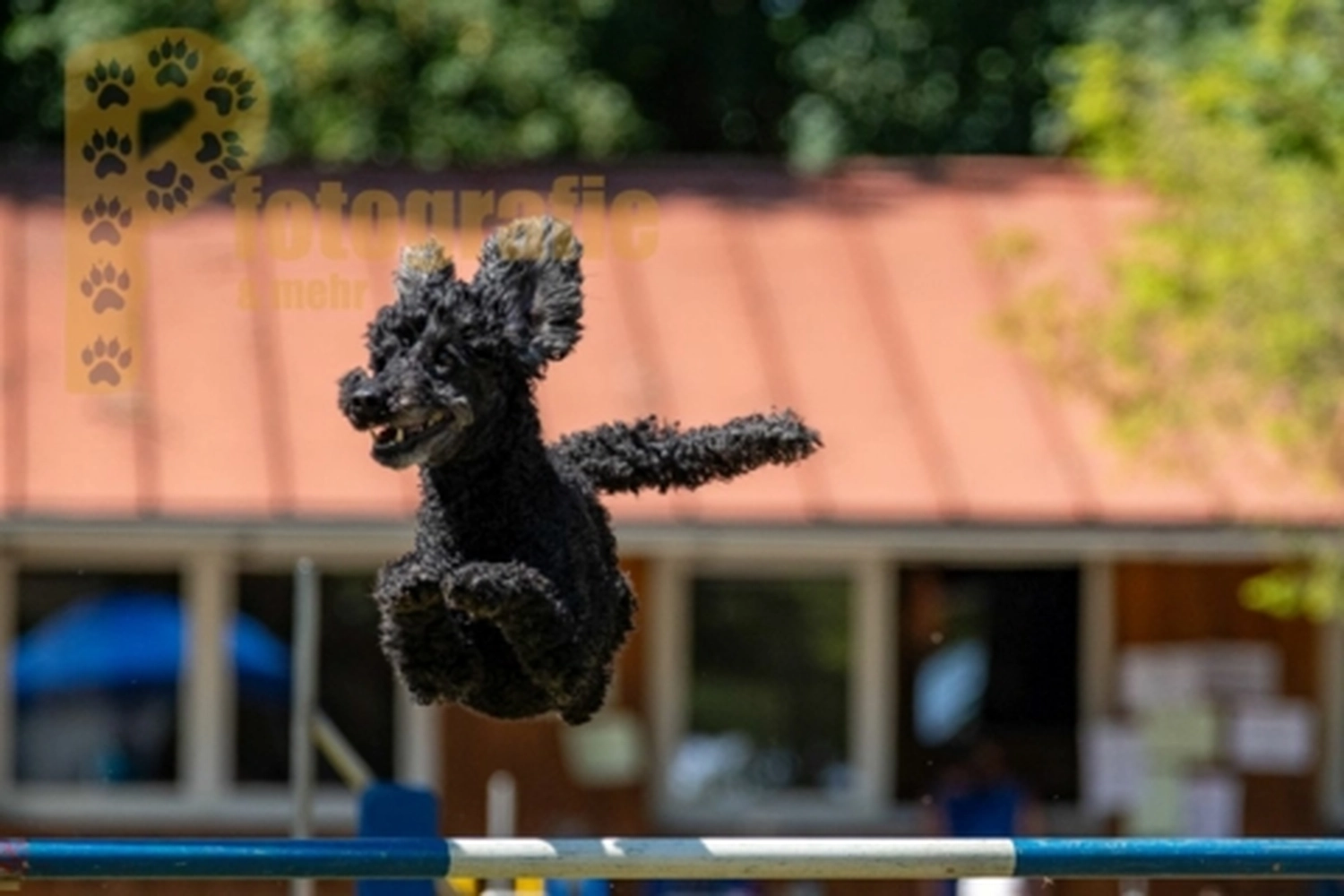 HSV Mühldorf - Hundesportverein - Hunde im Agility Turnier 2023