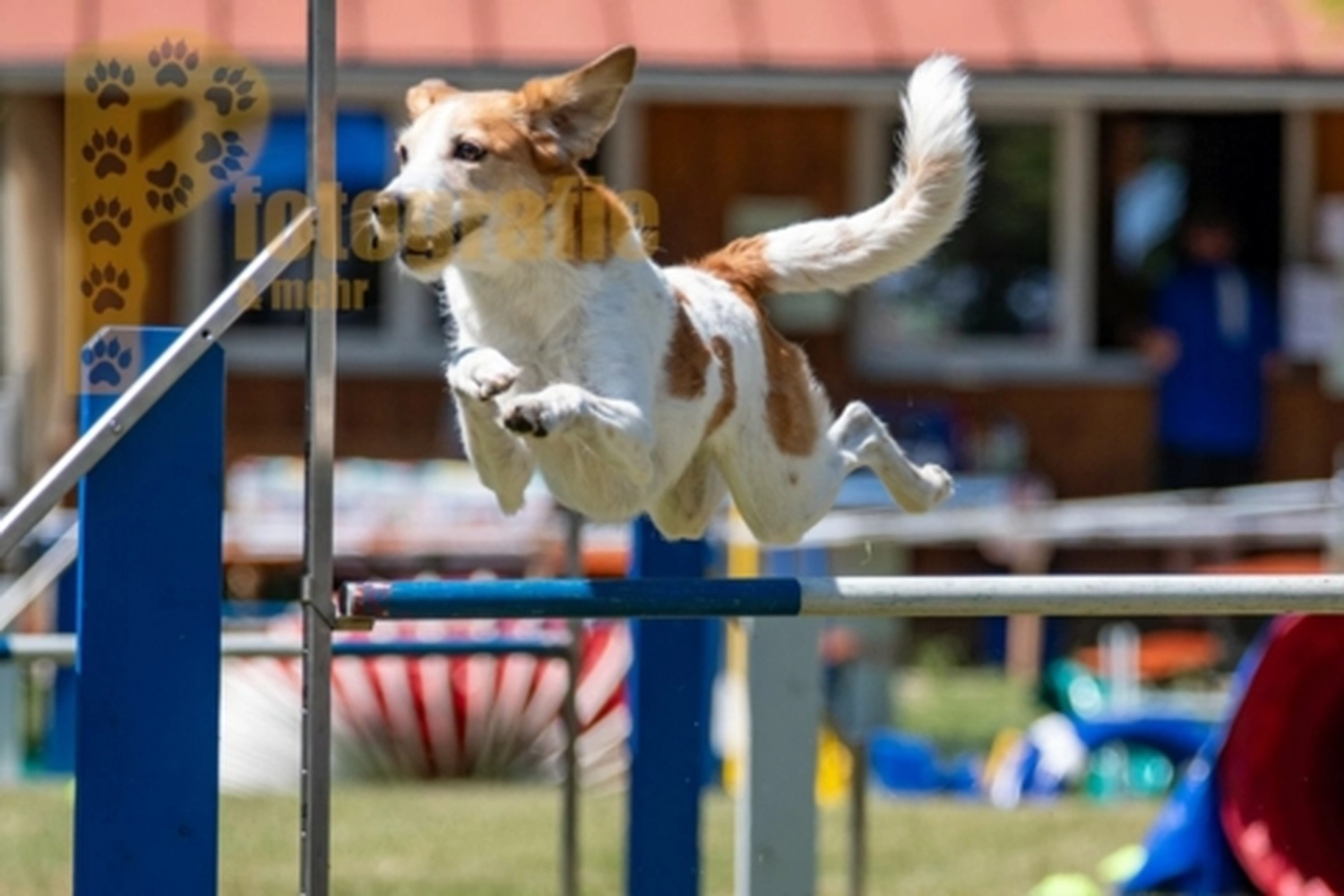 HSV Mühldorf - Hundesportverein - Hunde im Agility Turnier 2023
