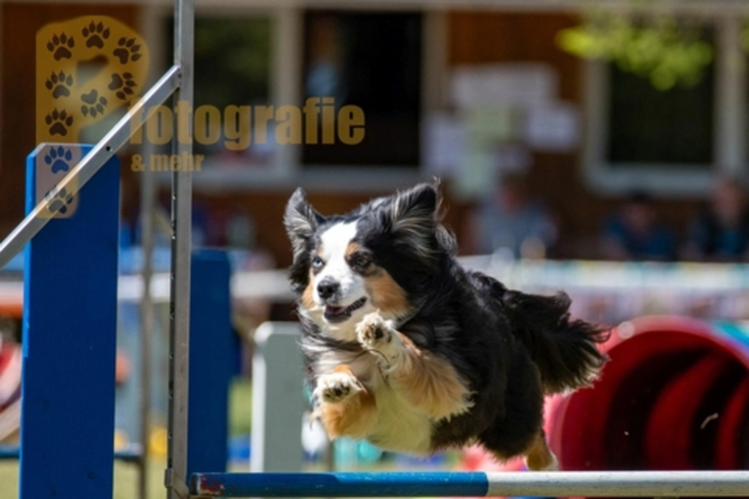 HSV Mühldorf - Hundesportverein - Hunde im Agility Turnier 2023
