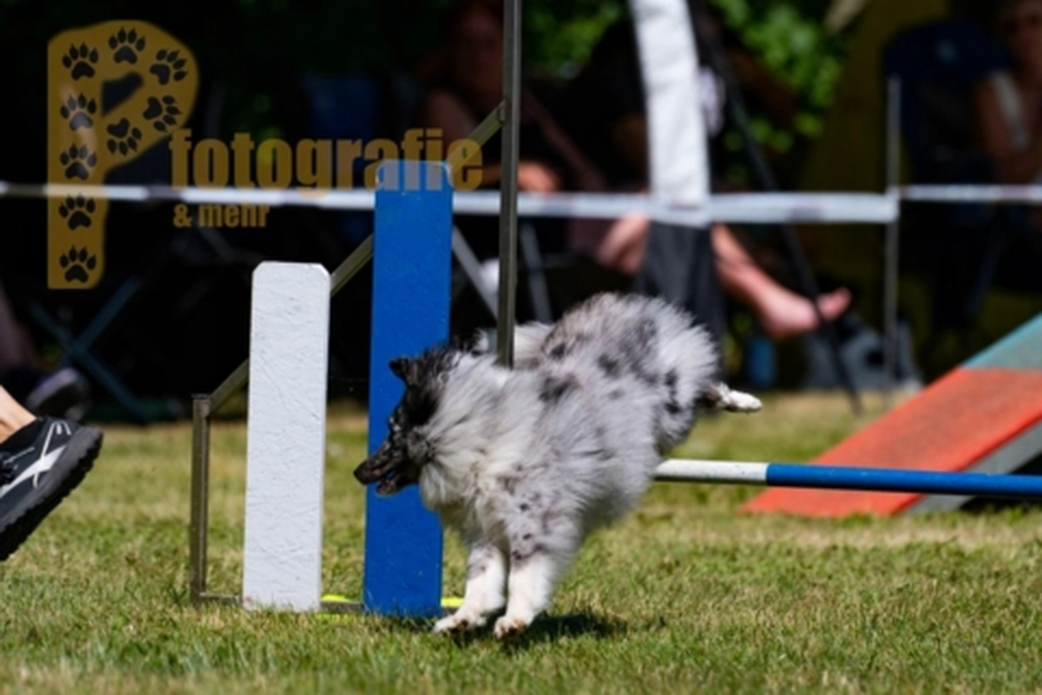 HSV Mühldorf - Hundesportverein - Hunde im Agility Turnier 2023