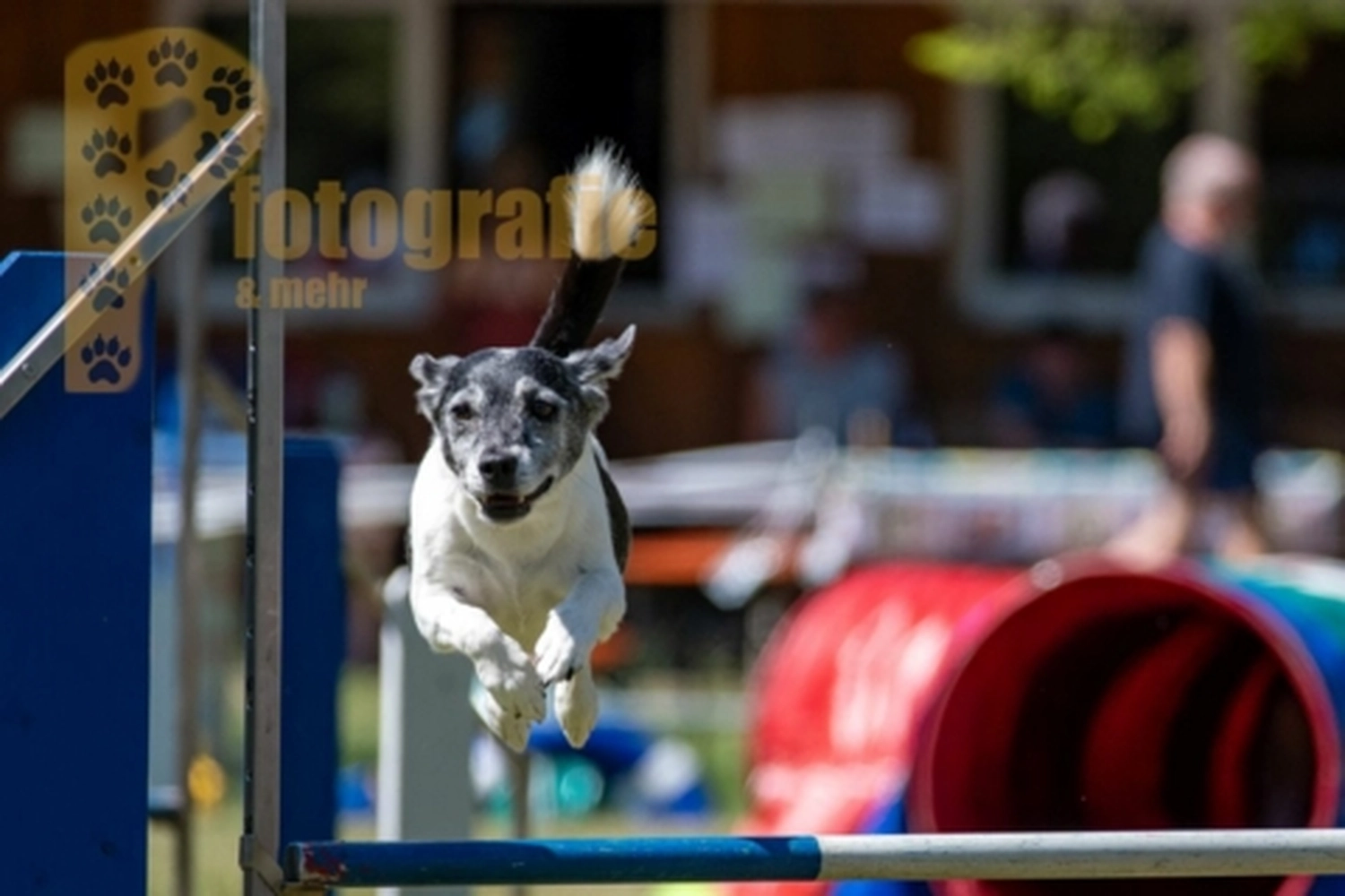 HSV Mühldorf - Hundesportverein - Hunde im Agility Turnier 2023