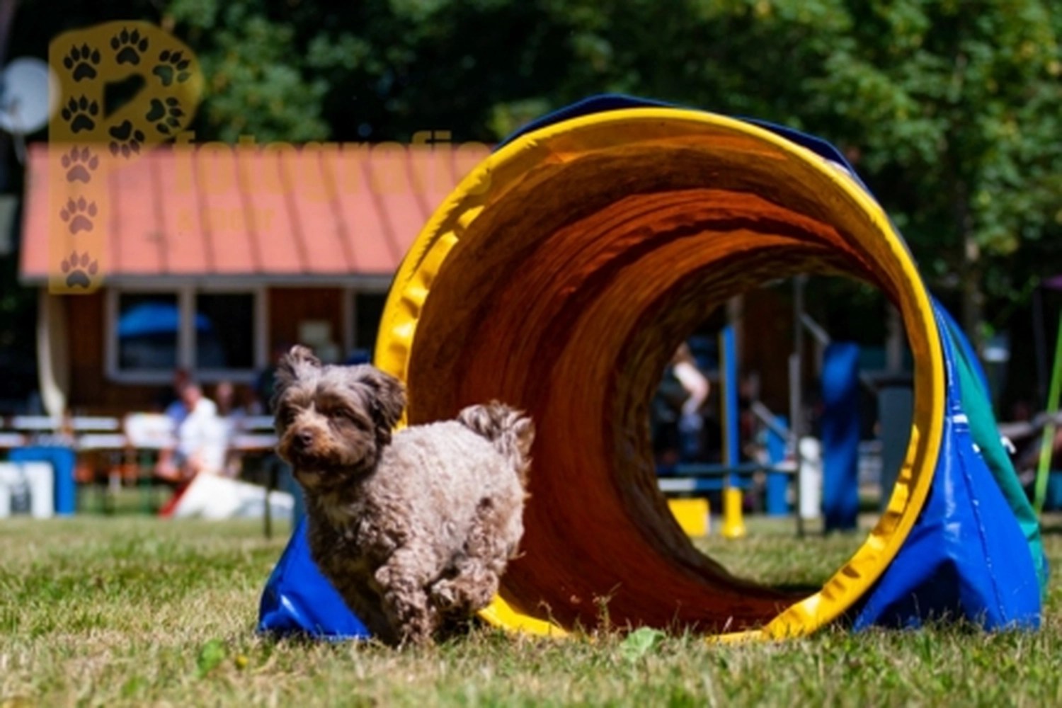 HSV Mühldorf - Hundesportverein - Hunde im Agility Turnier 2023