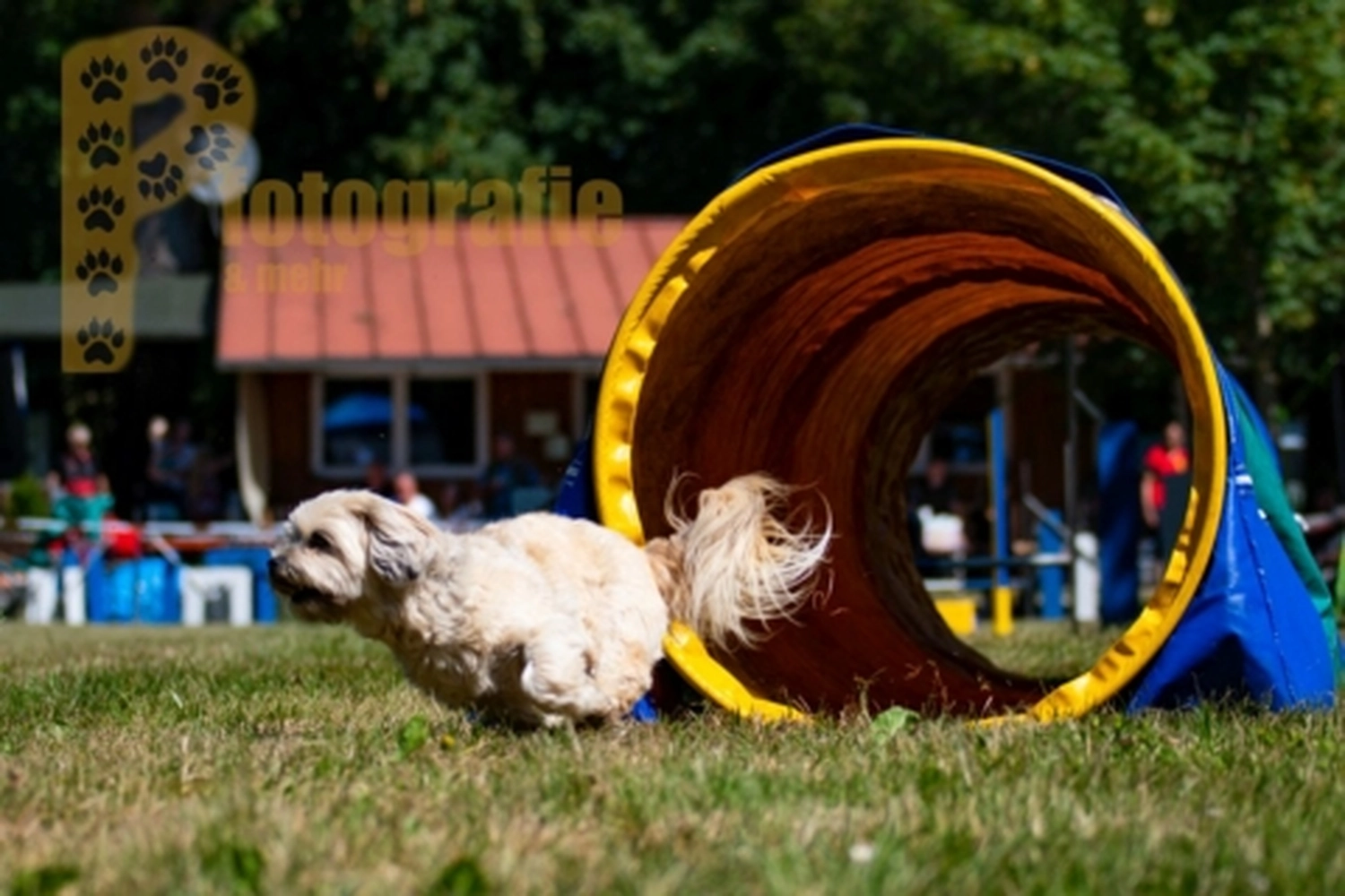 HSV Mühldorf - Hundesportverein - Hunde im Agility Turnier 2023