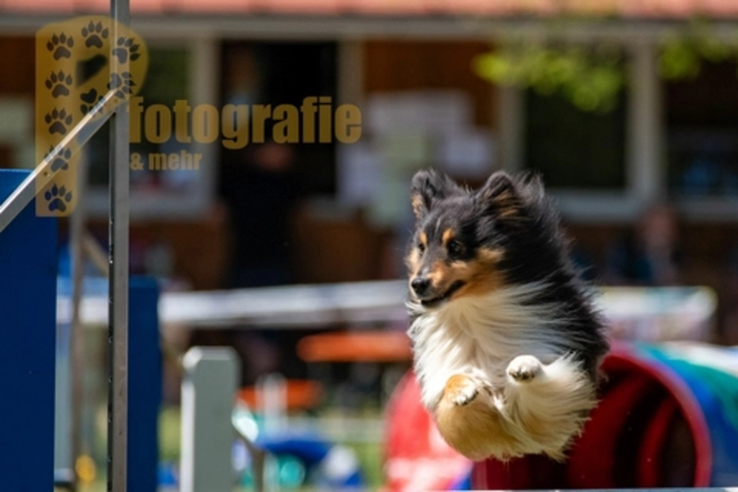 HSV Mühldorf - Hundesportverein - Hunde im Agility Turnier 2023