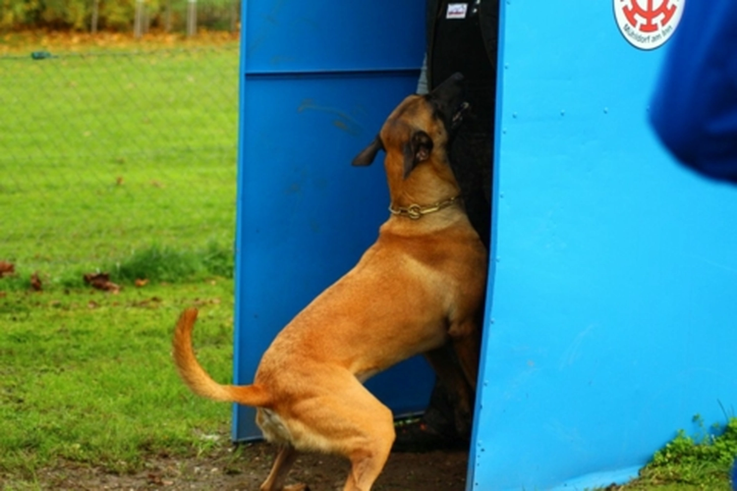 HSV Mühldorf - Hundesportverein - Hund bei Herbstmeisterschaften