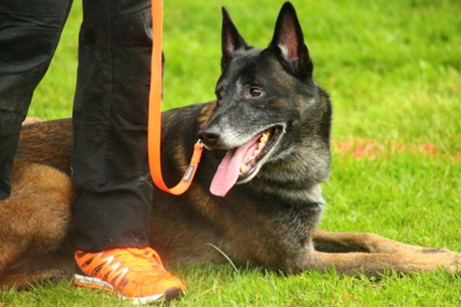 HSV Mühldorf - Hundesportverein - Hund bei Herbstmeisterschaften